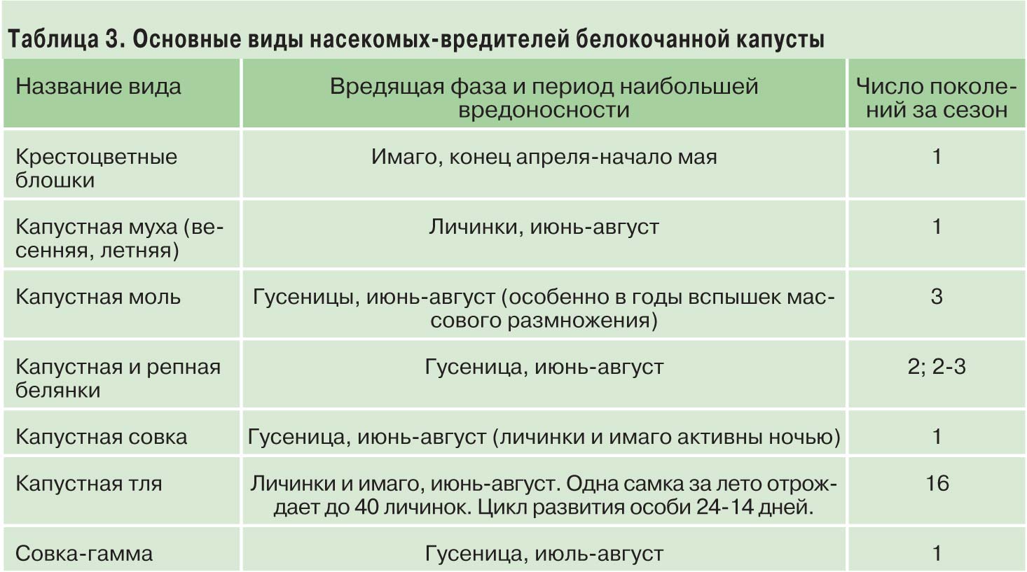 Этапы развития капусты