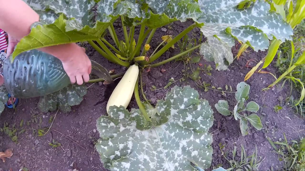 8 хитростей для большого урожая кабачков. посадка, подкормки, полив, сбор урожая. фото — ботаничка