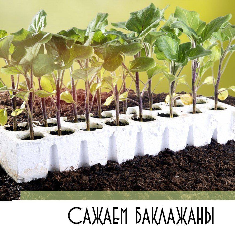 Как правильно культивировать баклажаны: выращивание и уход в открытом грунте, видео как вырастить овощи из семян