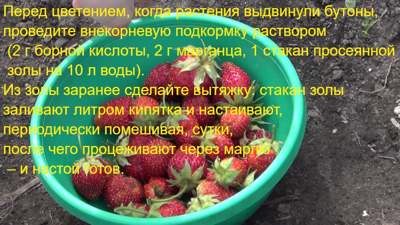 Удобрение для клубники во время плодоношения. Подкормка клубники. Удобрение для клубники. Удобрение для клубники весной. Борная кислота для растений клубники.