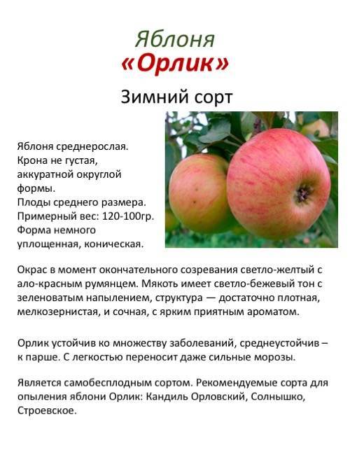 Яблоня солнышко: описание сорта и его фото, особенности выращивания и характеристики