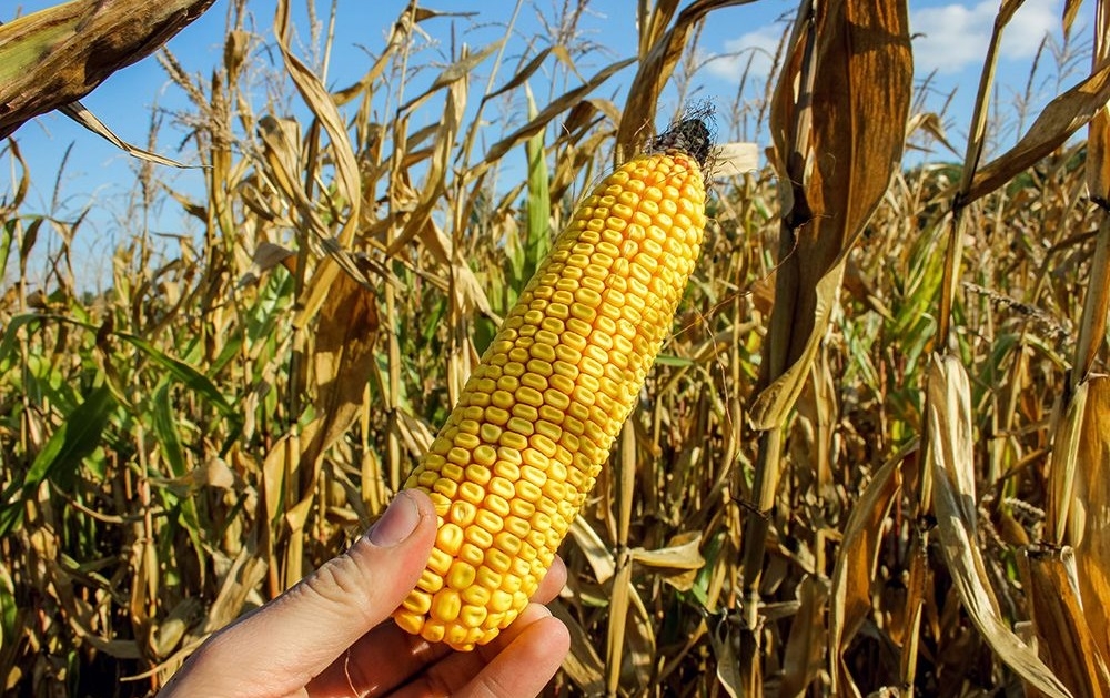 Кормовая кукуруза ?: характеристика, описание сорта, фото, посадка и уход | qlumba.com
