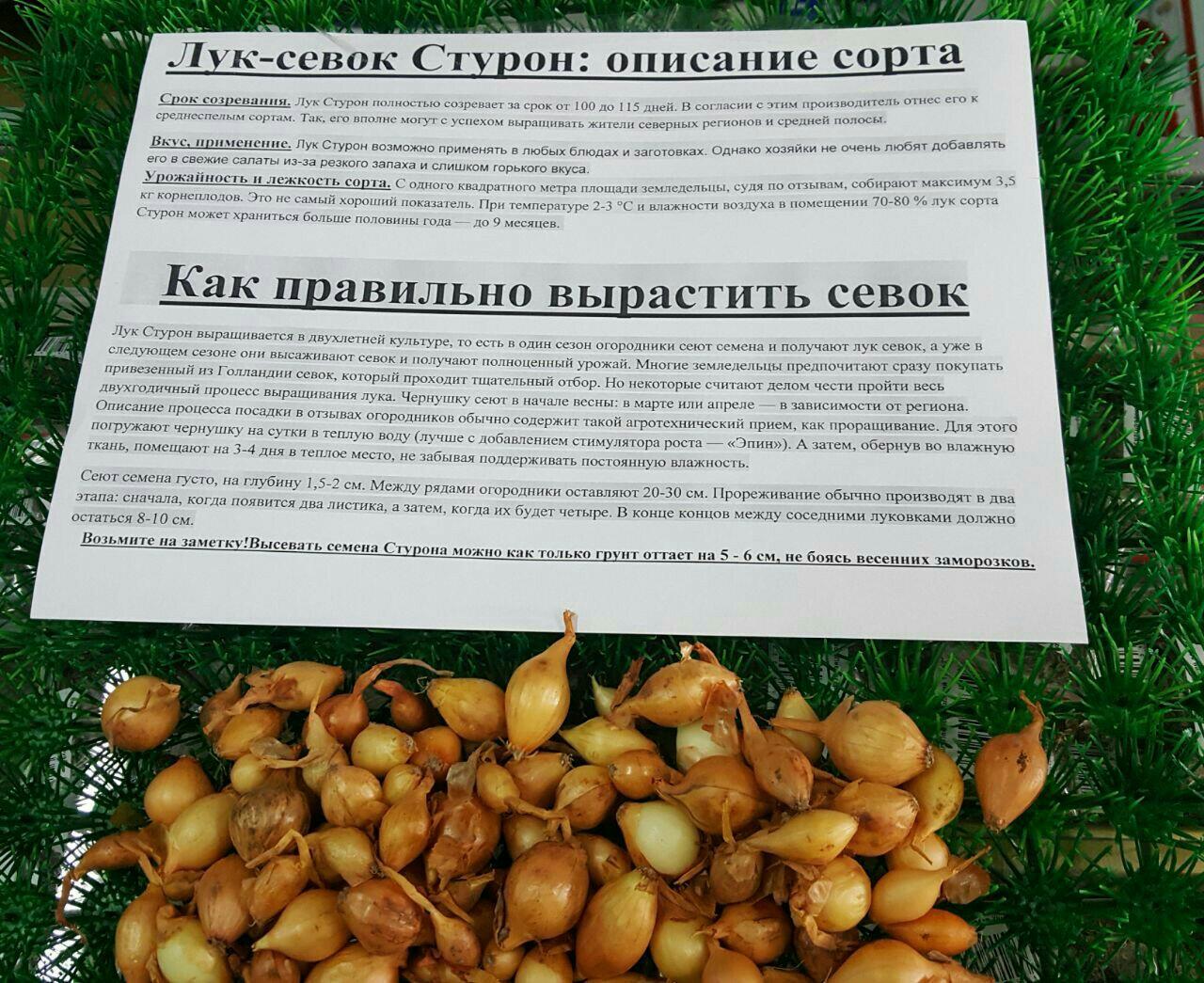 Лук стурон: описание сорта, выращивание, уход, отзывы