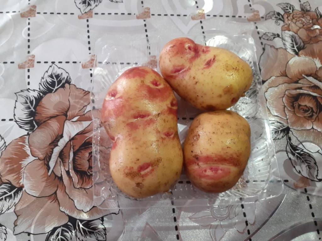 Картофель иван да марья: описание и характеристика, отзывы
