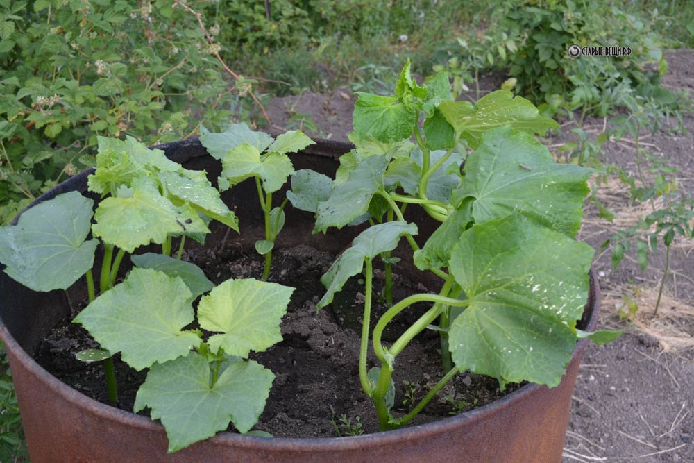 Успешное выращивание кабачков и секреты получения раннего урожая