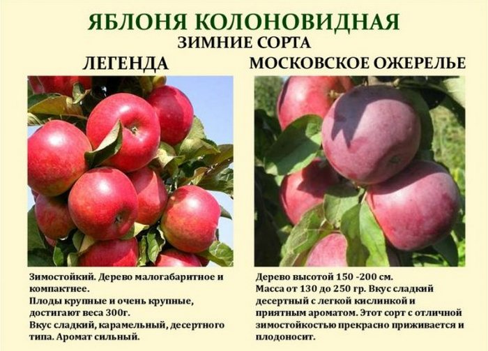 Описание и характеристики сорта колоновидной яблони Московское ожерелье, посадка и уход