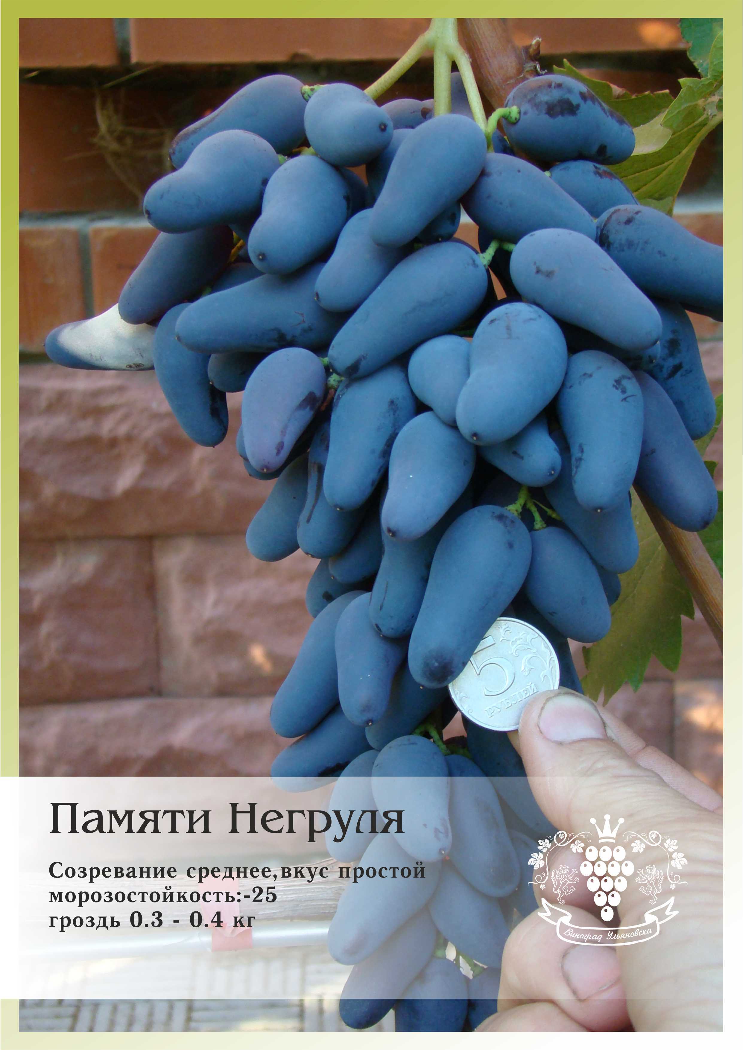 ᐉ сорт винограда памяти негруля - roza-zanoza.ru