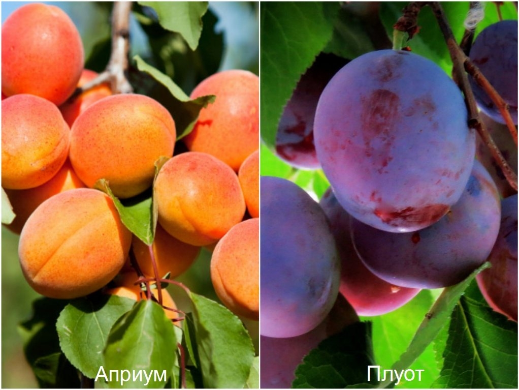 Сорт абрикоса персиковый фото и описание сорта фото