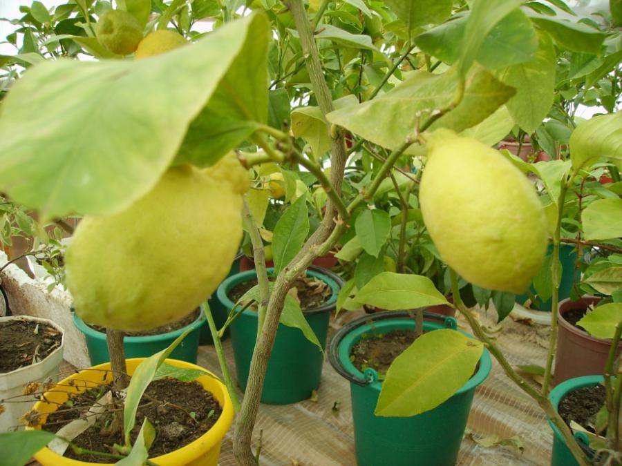 Выращивание лимона из косточки в домашних условиях: так ли это сложно?