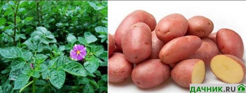 Сорт картофеля беллароза – характеристика и описание, отзывы, вкусовые качества