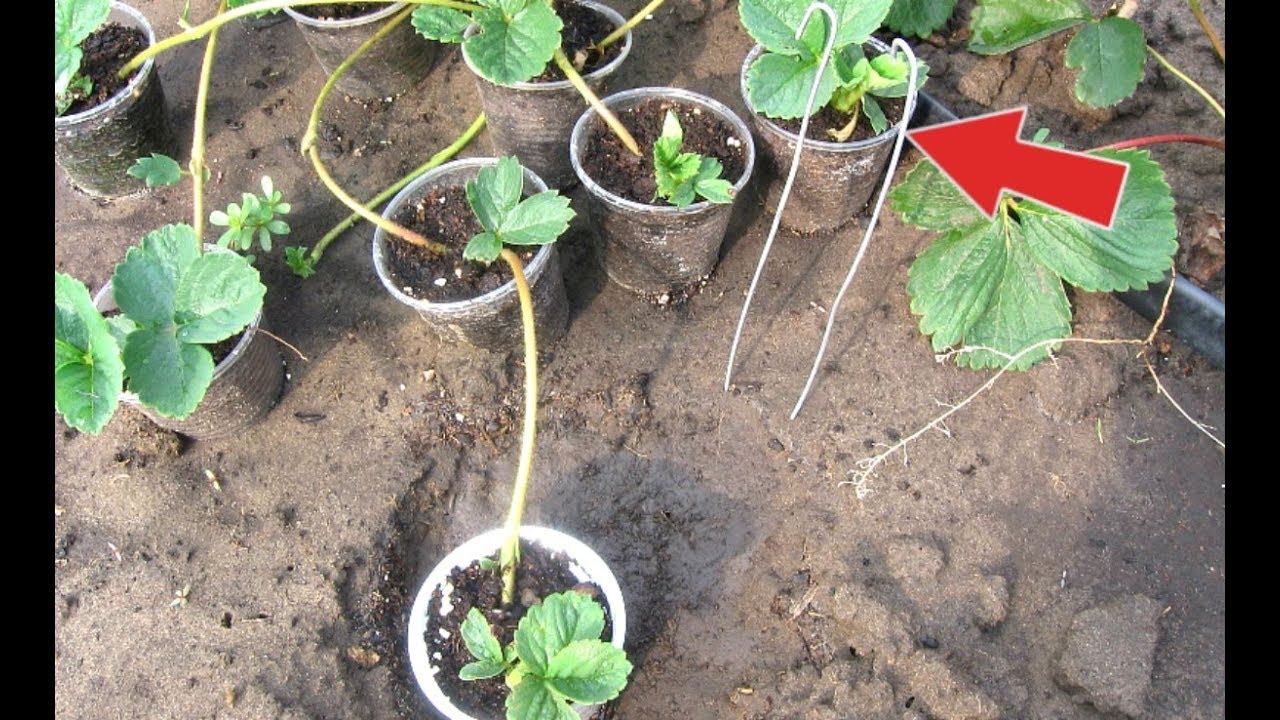 Как самому размножить клубнику, или землянику: 3 простых и надежных способа