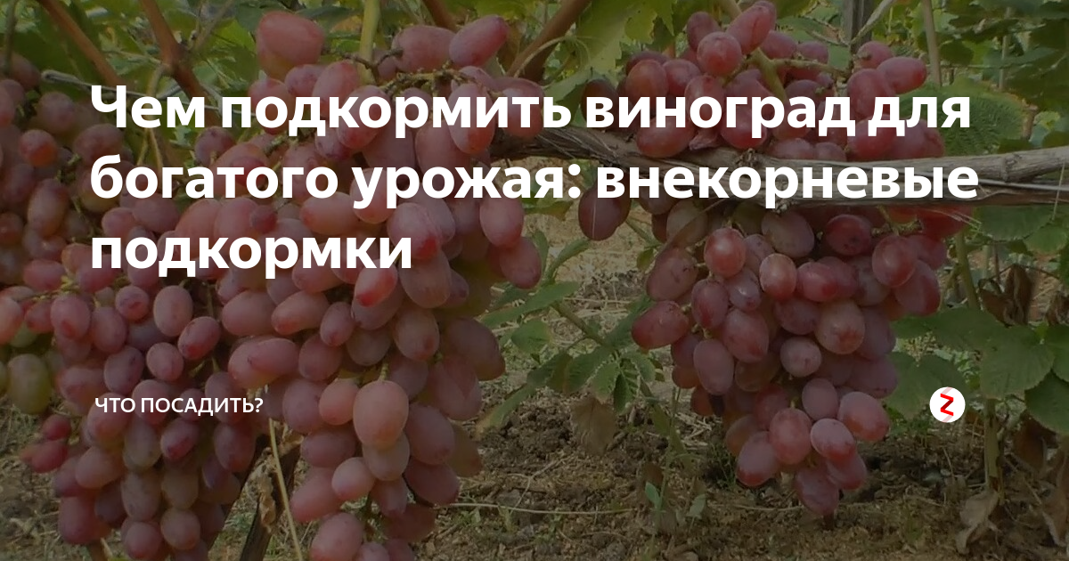 Подкормка винограда, чем удобрять виноград: весной, летом, осенью