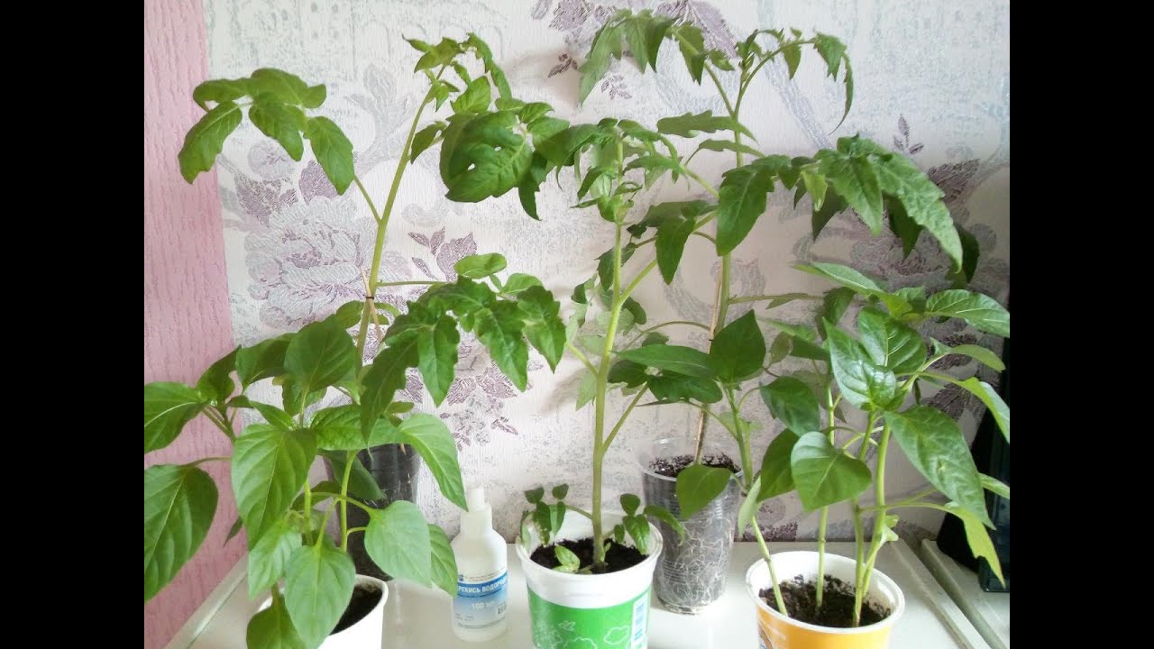 Как полить помидоры перекисью водорода: обработка рассады и взрослых растений