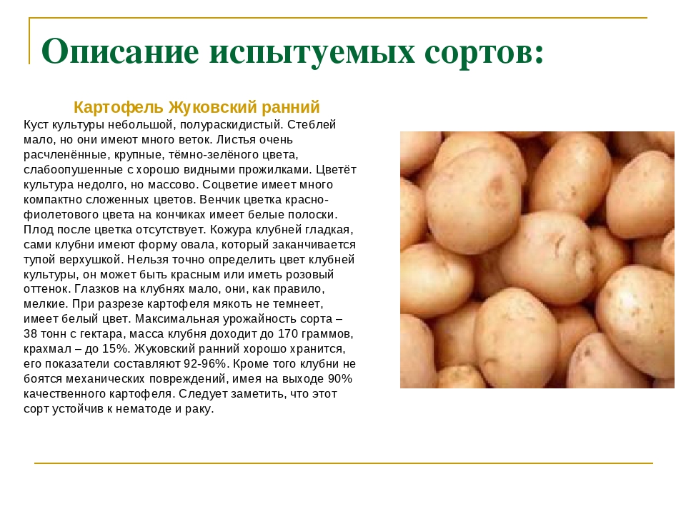 Урожайные сорта картофеля в 2023 году