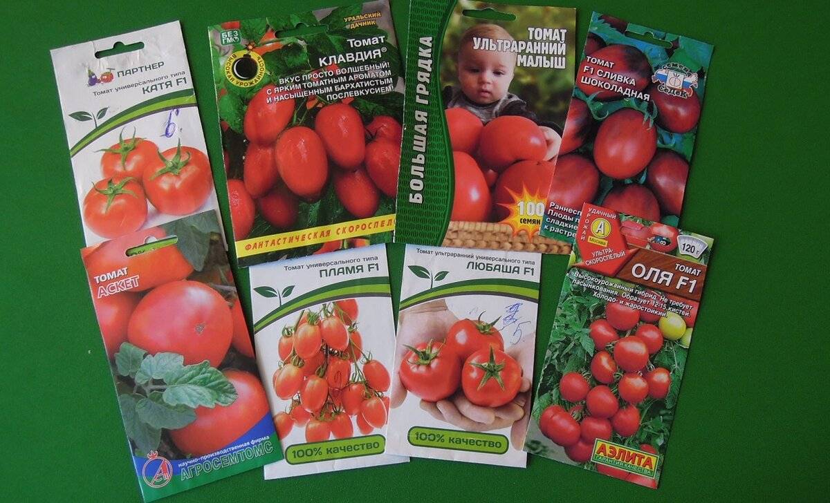 Сорта томатов для открытого грунта для средней полосы: лучшие, урожайные с фото