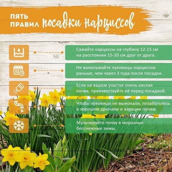 Нарциссы: когда сажать и пересаживать