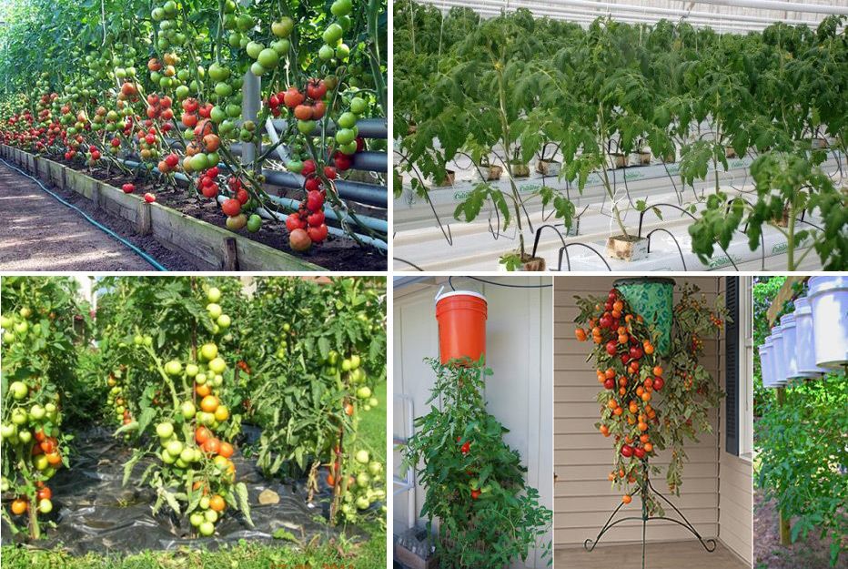 Выращивание томатов в ведрах в открытом грунте, теплицах: все тонкости