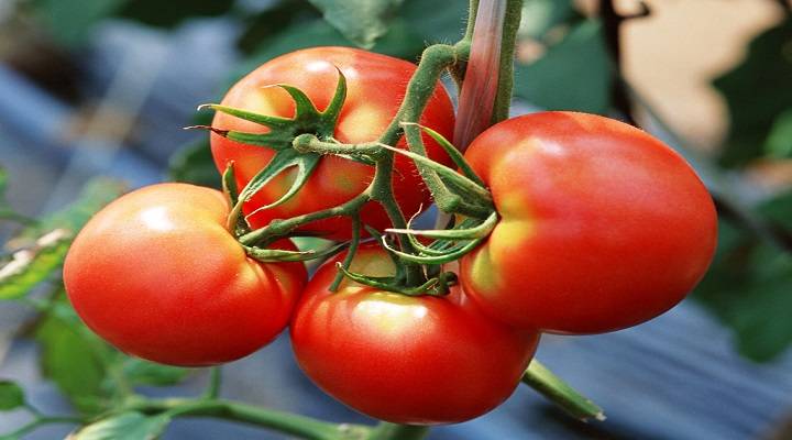 Помидоры, которые не болеют фитофторой: какие сорта томатов являются самыми устойчивыми, что делать для профилактики? русский фермер