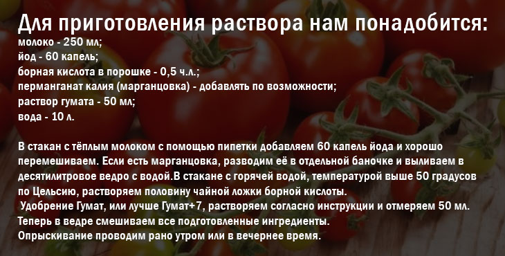 Молоко, йод и вода для обработки помидоров от фитофторы и других проблем: как приготовить раствор и опрыскать томаты правильно