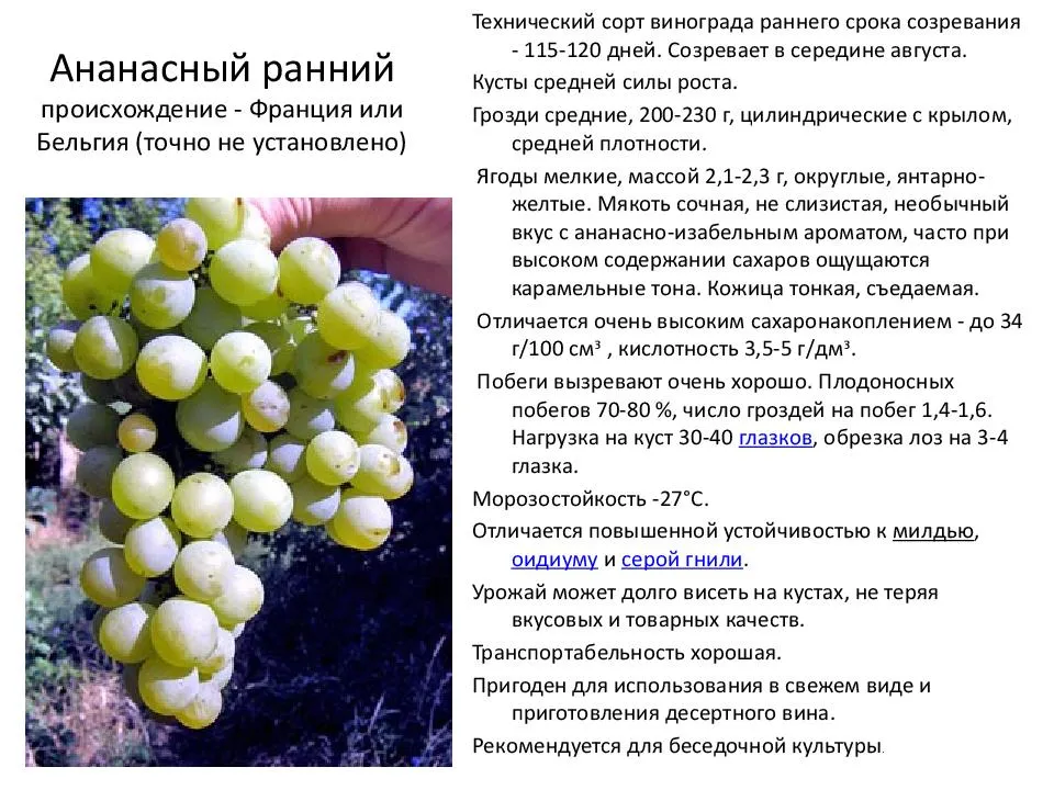 Сорт винограда жемчуг сабо: описание сорта