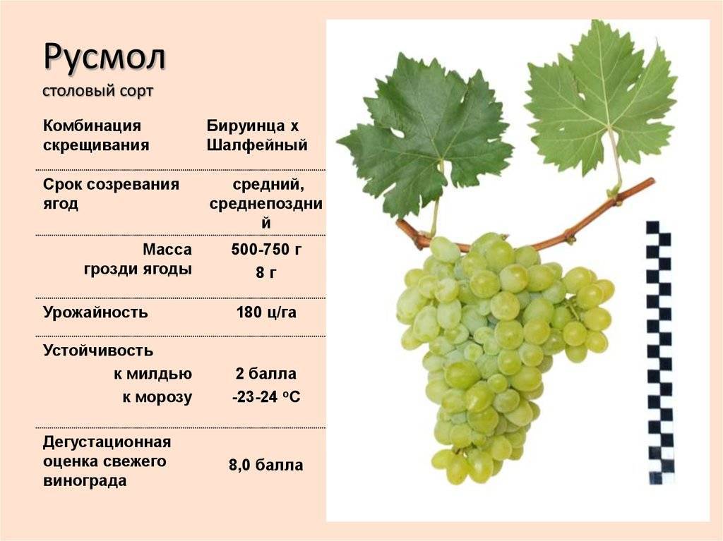 Устойчивый винный сорт — виноград «красень»