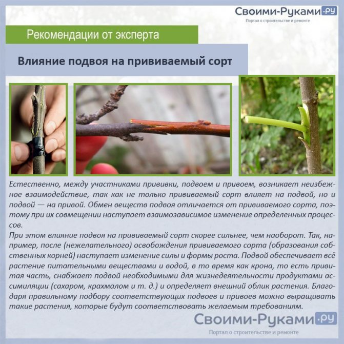 Прививка винограда, самые простые и надежные методы прививок