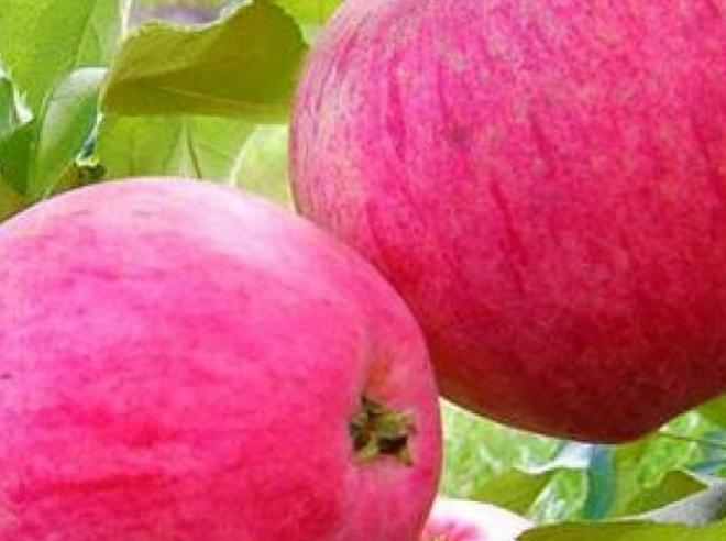 Розовые яблоки: обзор и описание необычных сортов