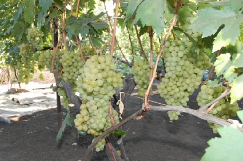 Виноград валек: описание сорта с характеристиками, особенности выращивания