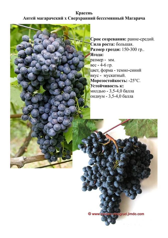 Виноград красень: описание сорта, выращивание и отзывы