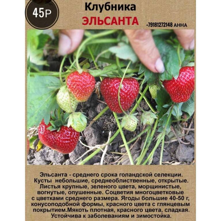Клубника дукат: описание сорта, фото, отзывы