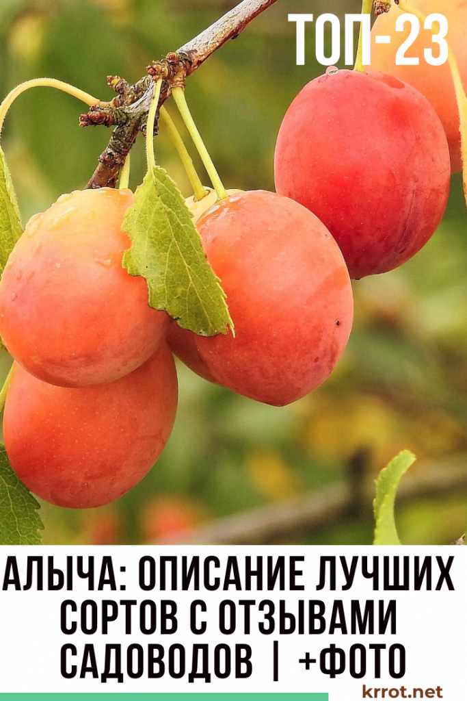Алыча и её лучшие гибриды для всех регионов