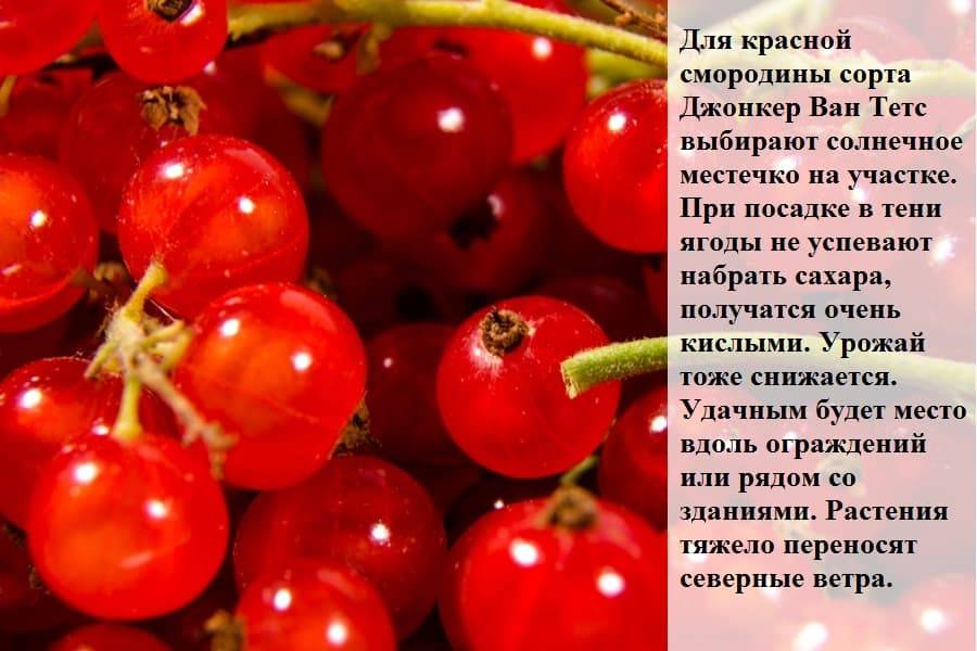 Красная смородина джонкер ван тетс – описание сорта и отзывы садоводов