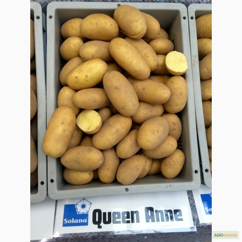 Картофель королева анна: характеристики и описание сорта, урожайность, фото, отзывы