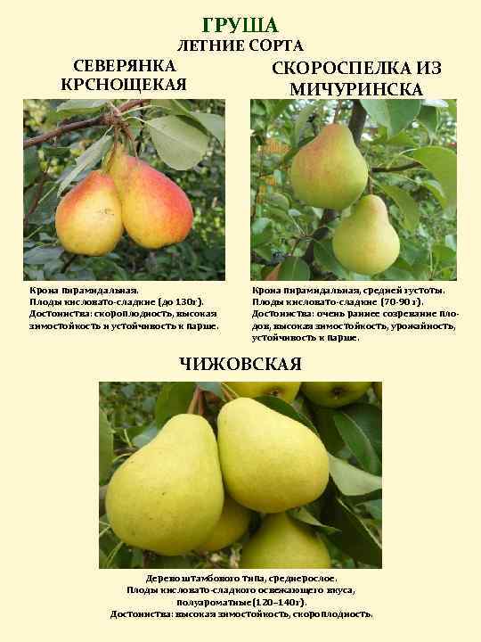 Груша скороспелка из мичуринска: описание сорта, характеристики, опылители и фото плодов
