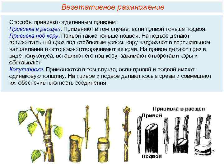 Какие способы прививок изображены на рисунке