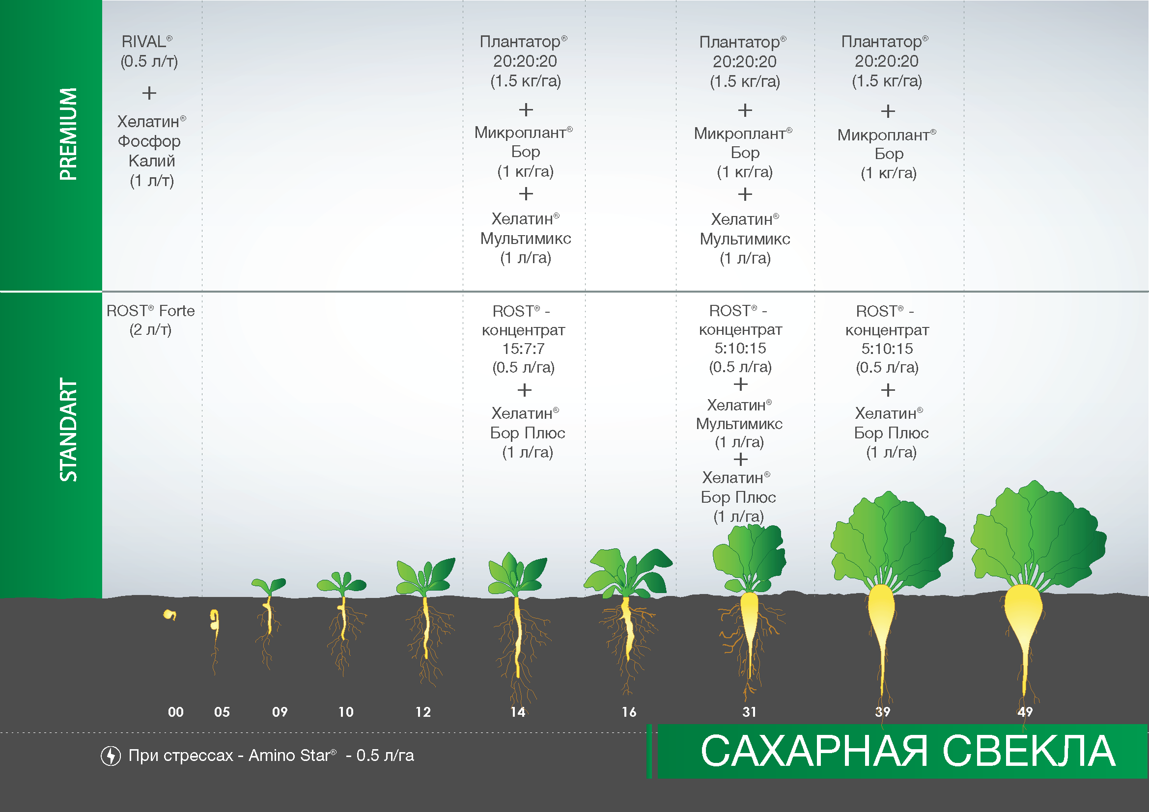 Схема посева свеклы столовой