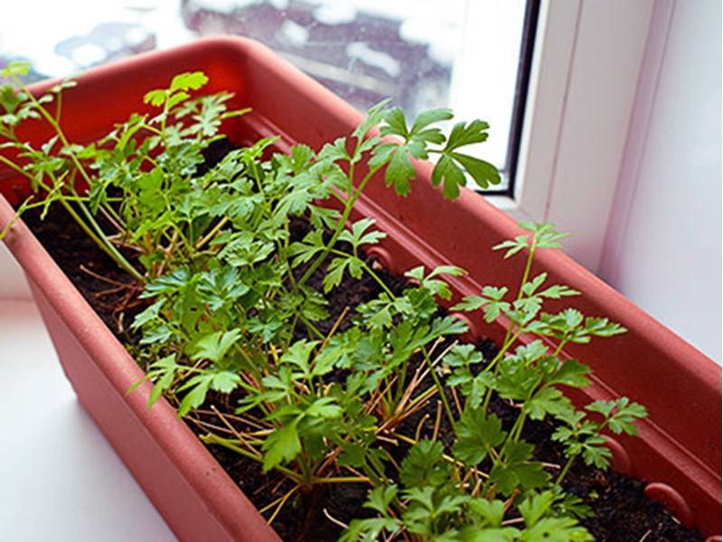 Как вырастить кинзу на подоконнике из семян — как сажать кинзу в домашних условиях