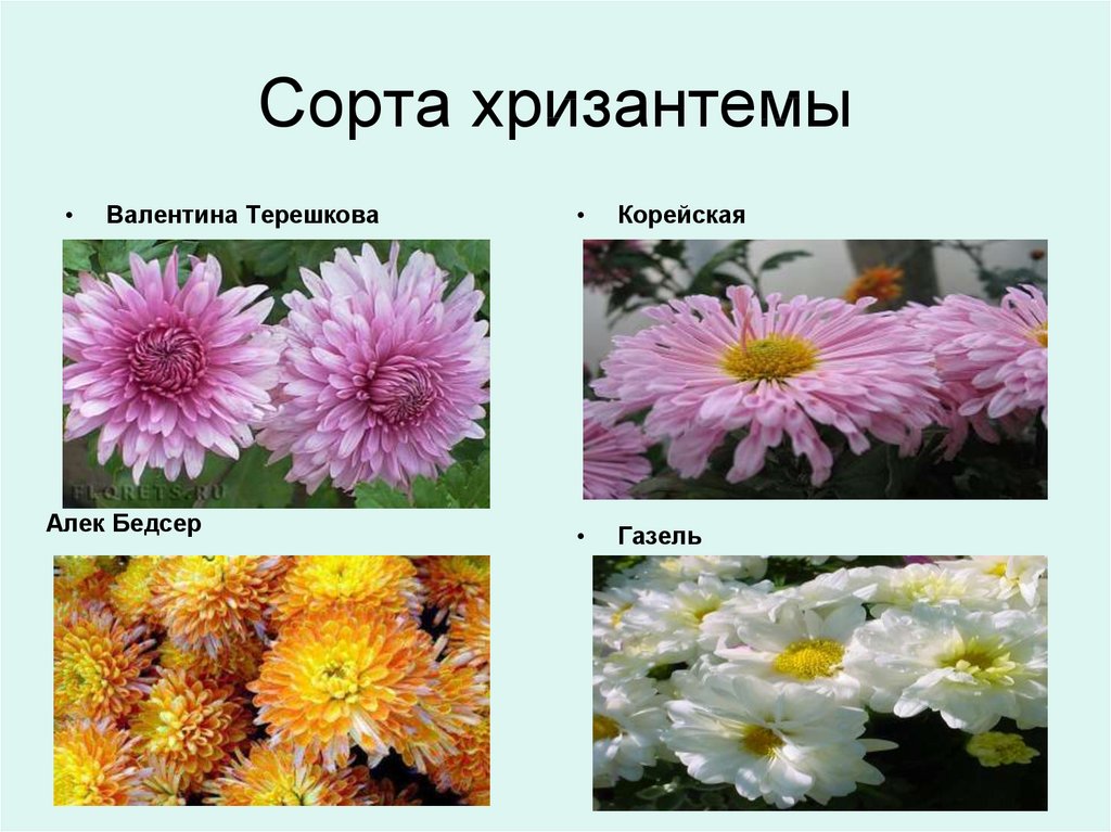 8 правил выращивания хризантемы. описание, как ухаживать