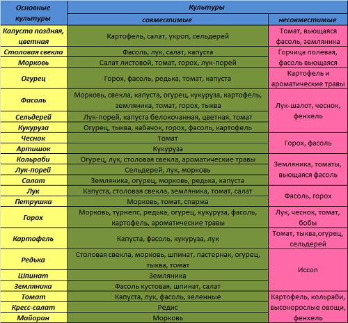 Соседство овощей на грядках в огороде схема фото и описание