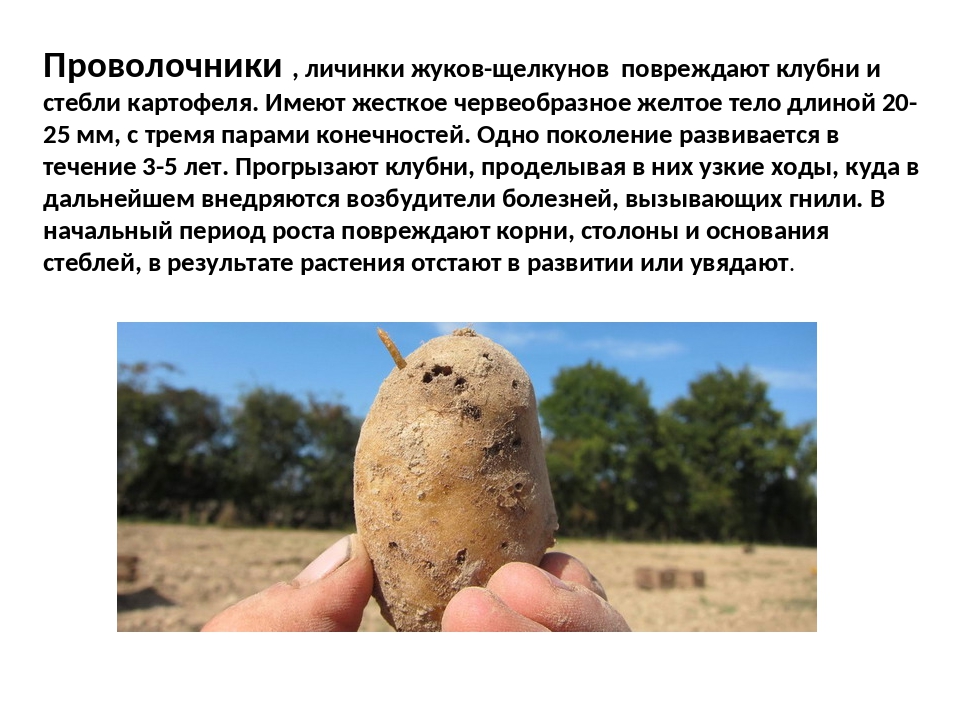 Болезни картофеля: описание, причины заболевания, методы лечения и фото