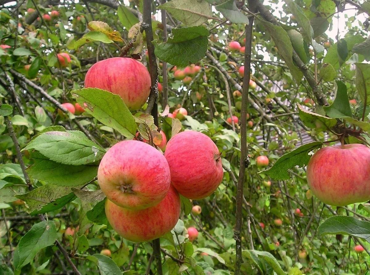Яблоня яблочный спас описание сорта фото отзывы