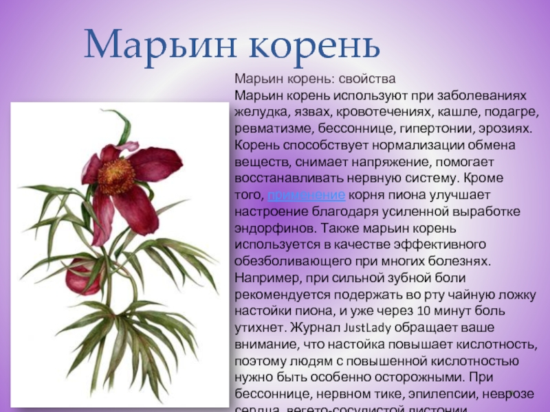 Лечебные свойства и противопоказания пиона уклоняющегося и его состав