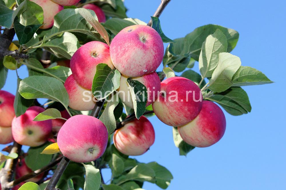 Яблоня "уралец" — описание сорта и агротехника выращивания