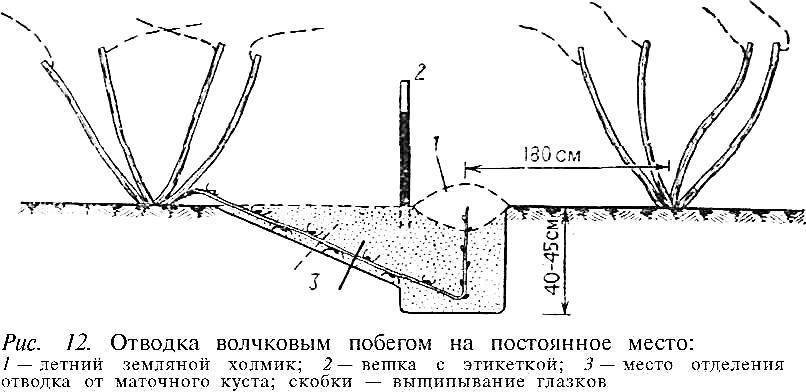 Выращивание винограда на урале для начинающих, посадка в открытом грунте