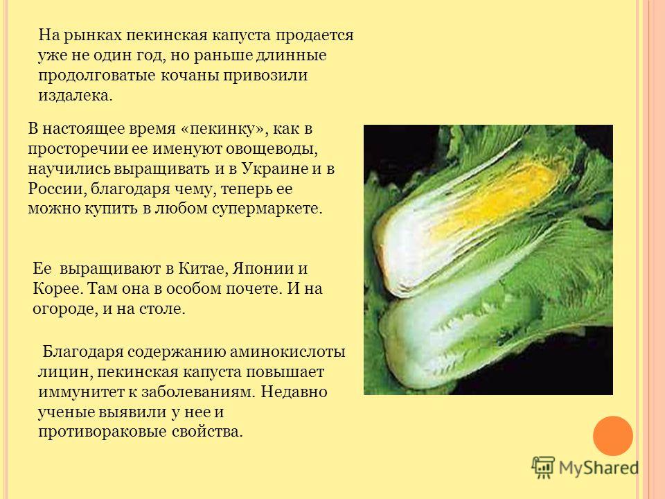 Пекинская капуста: выращивание и уход в открытом грунте и в теплице