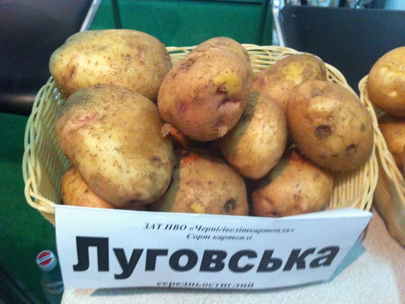 Картофель луговской: описание и характеристики сорта, посадка и уход, отзывы с фото