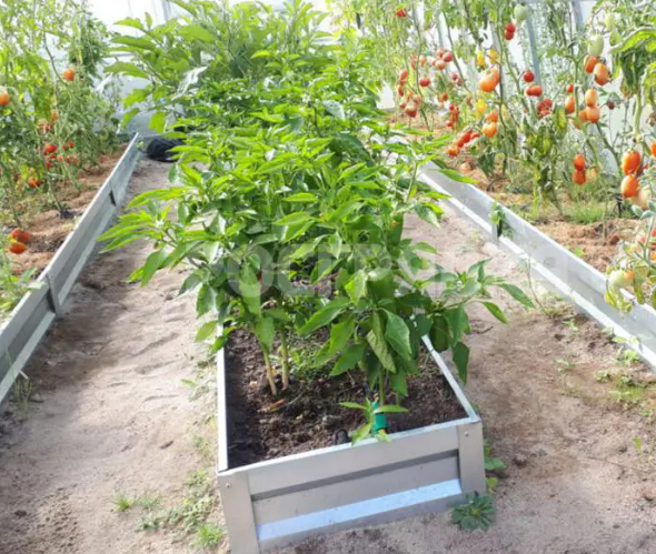 Выращивайте растения в теплице легко и удобно с комплектами грядок: как  выбрать и установить