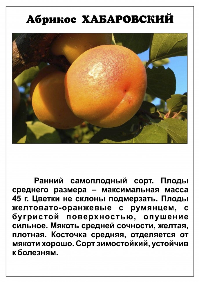 Описание и характеристика абрикоса Шалах, родственники и выращивание