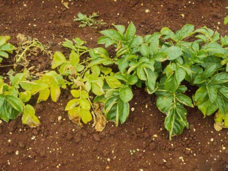 Почему у картофеля желтеют нижние листья: что делать, чем обработать в июне и июле
