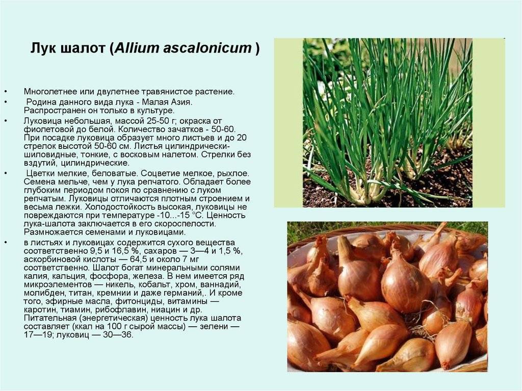 Многолетний лук на зелень: сорта и описание по урожайности
